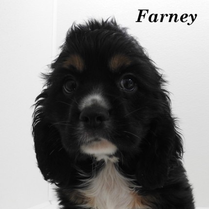 puppy, for, sale, Cocker Spaniel, Joe & Cherri  Overlease, dog, breeder, Miller, MO, dog-breeder, puppy-for-sale, forsale, nearby, find, puppyfind, locator, puppylocator, aca